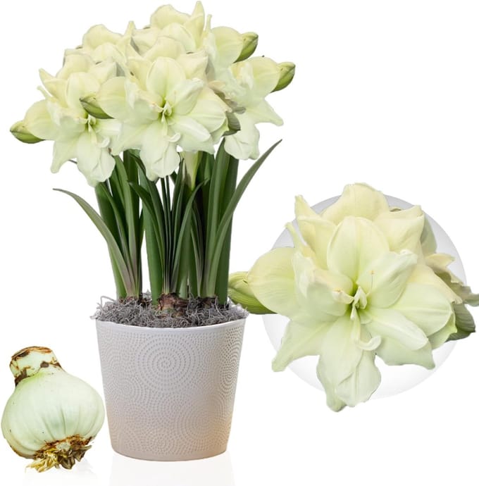 Amaryllis Bol - Marilyn - Bloembollen - 1 stuk - Wit - Bloem bollen