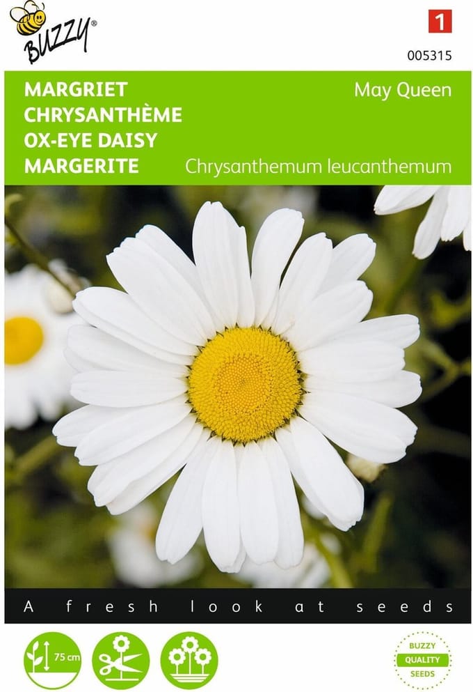 2 stuks - Buzzy - Chrysanthemum leucanthemum May Queen