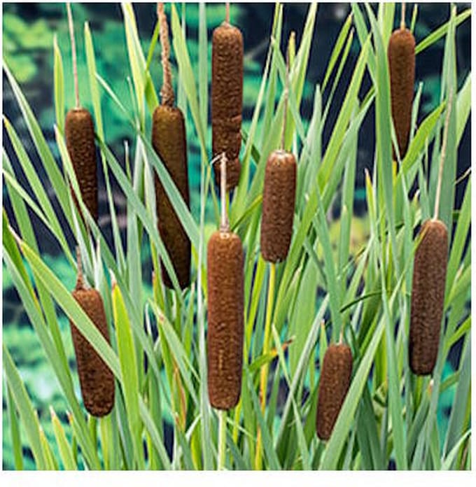 Moerings Typha Latifolia | Grote Lisdodde | In 18CM Mand Kant en Klaar