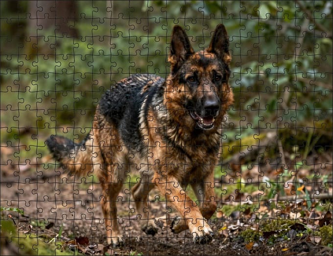 Puzzel Duitse herder in het bos | 252 stukjes | Dierenpuzzel | Hondenpuzzel