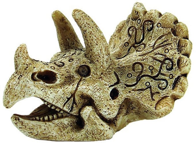 Superfish Skull Triceratops