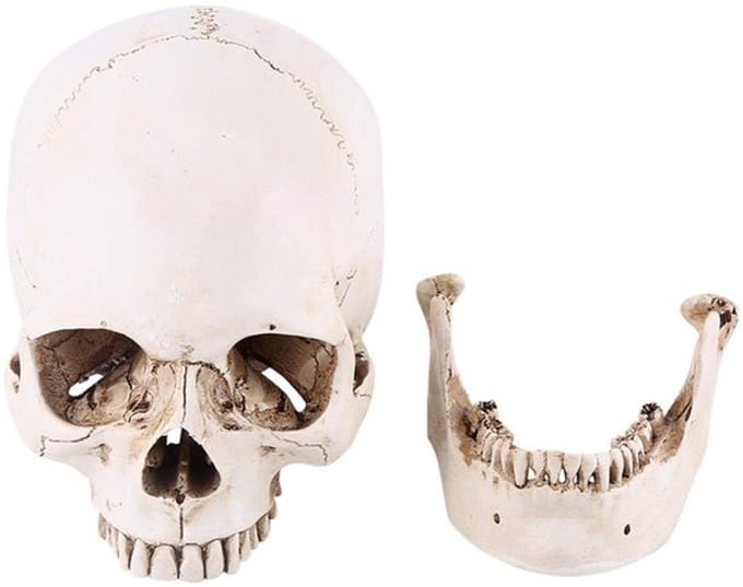 Dailygoody - Menselijke schedel - Anatomisch model - Levensgroot