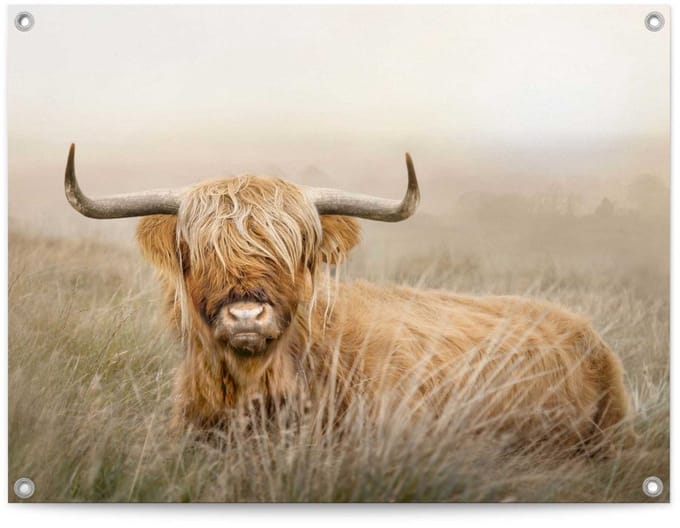 Tuinposter Hooglander - 60 x 80 - Canvas - REINDERS