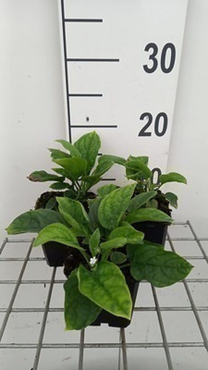 6x Amerikaans vergeet mij nietje - Omphalodes verna 'Alba' | 9x9 cm pot