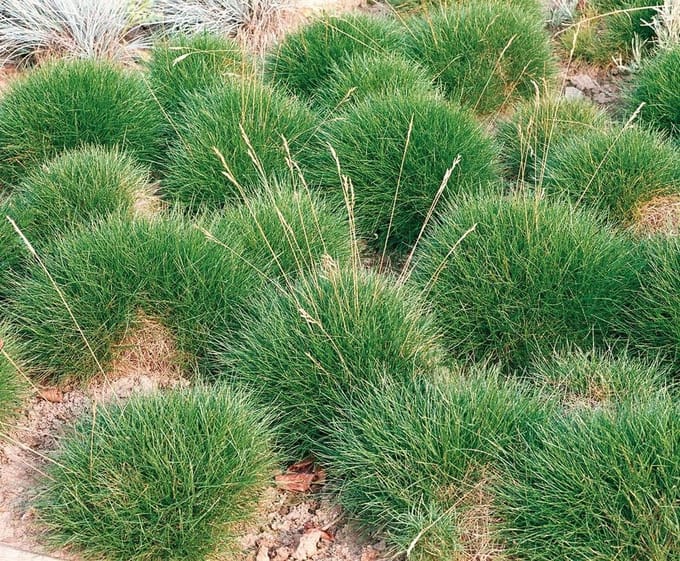 Festuca Gautieri - Set van 12 - Wintergroen - Zwenkgras - Pot P9 - Wintergroen