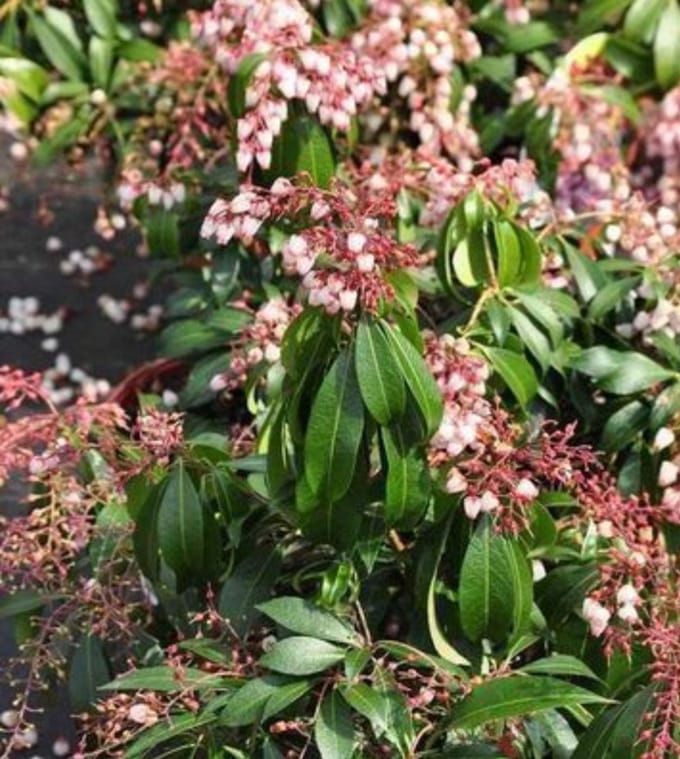 Pieris jap. 'Katsura'® - Rotsheide 'Katsura' , Lavendelheide 20- 30 cm in pot