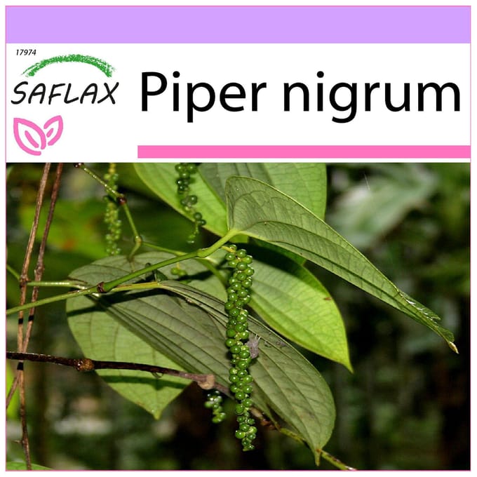 SAFLAX - Poivrier - 20 graines - Piper nigrum