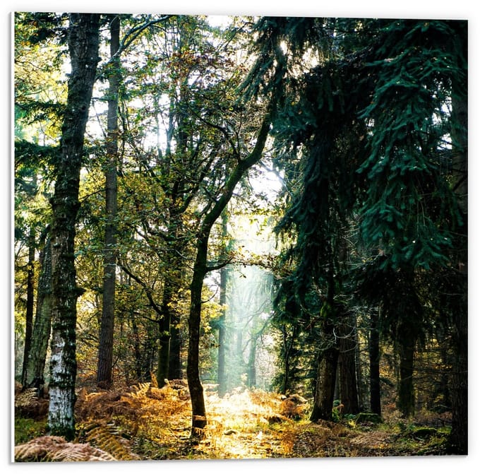 Forex - Zonnestraal in  het Bos - 50x50cm Foto op Forex