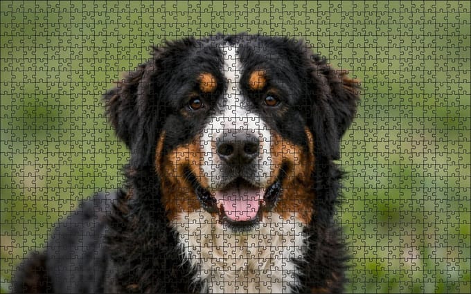 Puzzel Berner Sennen | 1000 stukjes | Dierenpuzzel | Hondenpuzzel