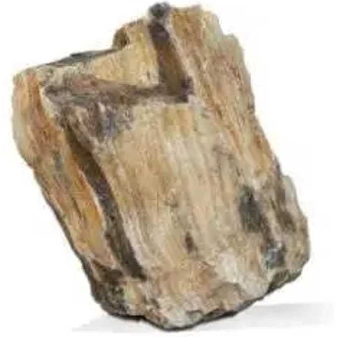 Versteend hout S1 Aquavie