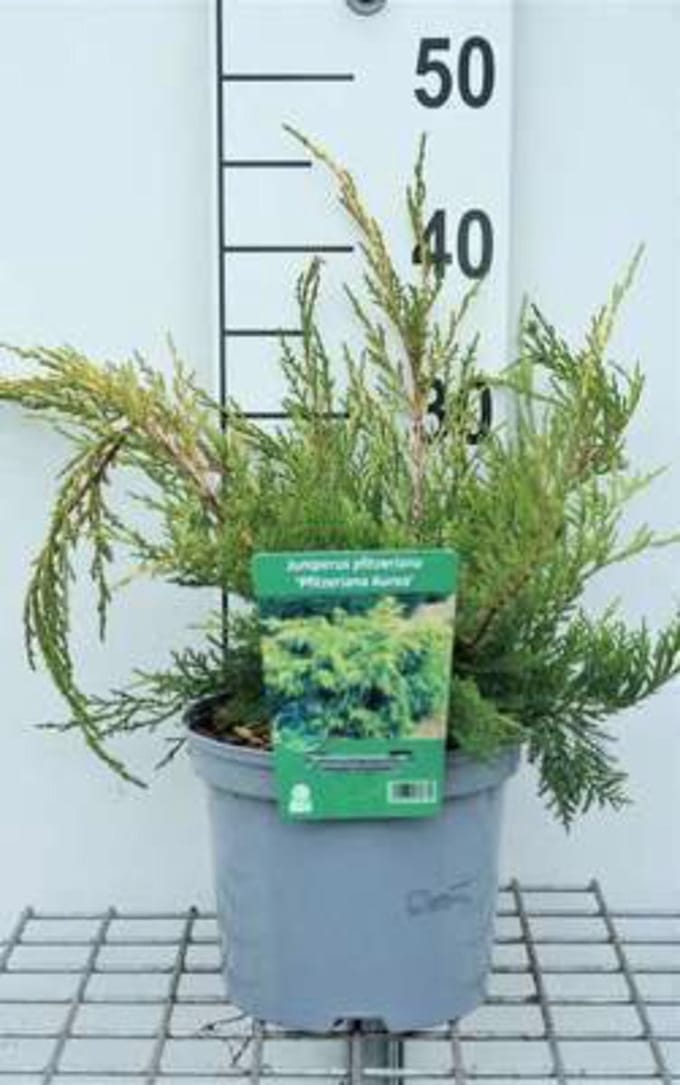 Juniperus pfitz. 'Pfitz. Aurea' - Jeneverbes 25 - 30 cm in pot