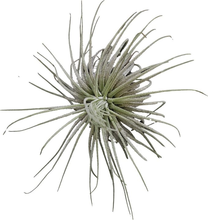 Tillandsia Magnusiana - Terrariumplant