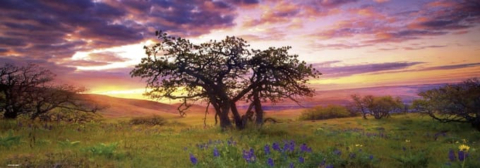 Heye Puzzel Oak Tree 2000 Panorama.