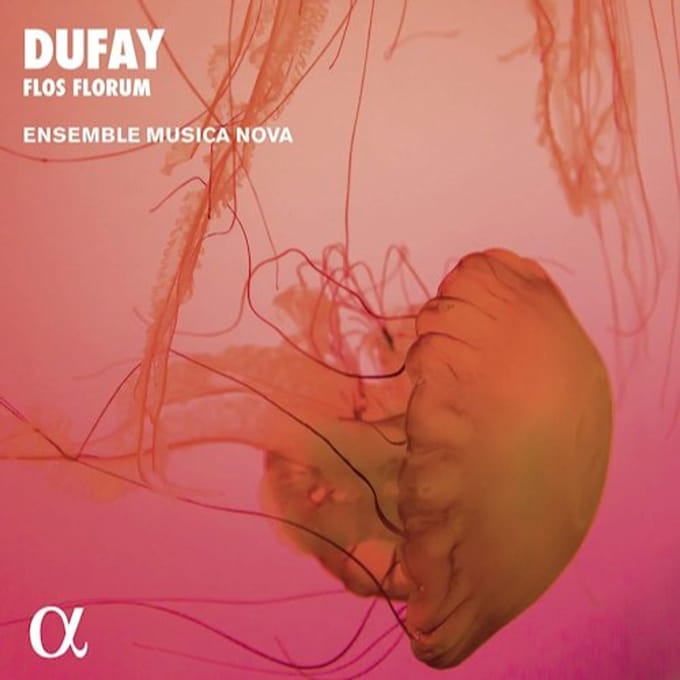 Ensemble Musica Nova - Dufay: Flos Florum: Motets, Hymns, Antiphons (CD)