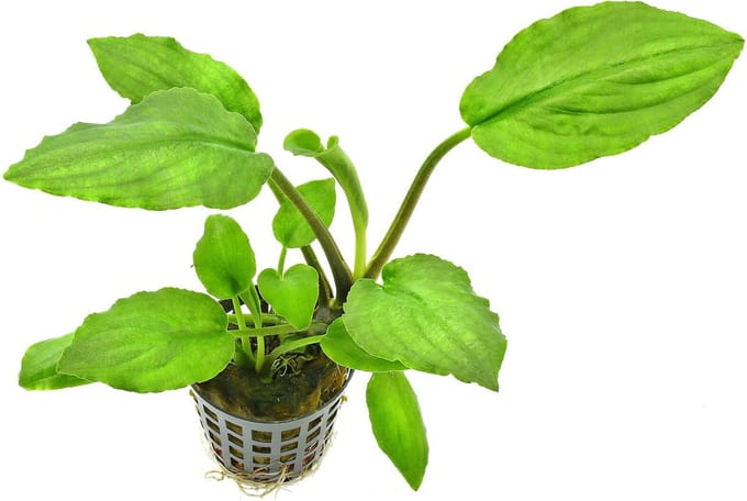 Aquafleur Lagenandra Meeboldii Green in 5 cm pot P5 Pot