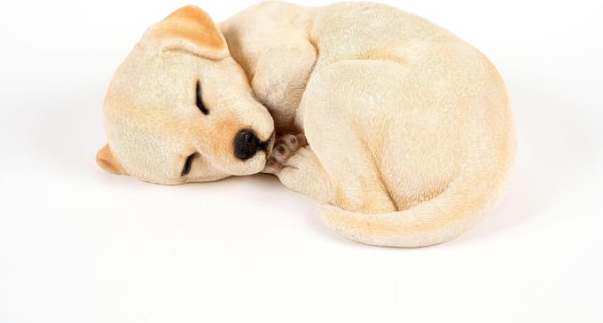 slapend  Labrador