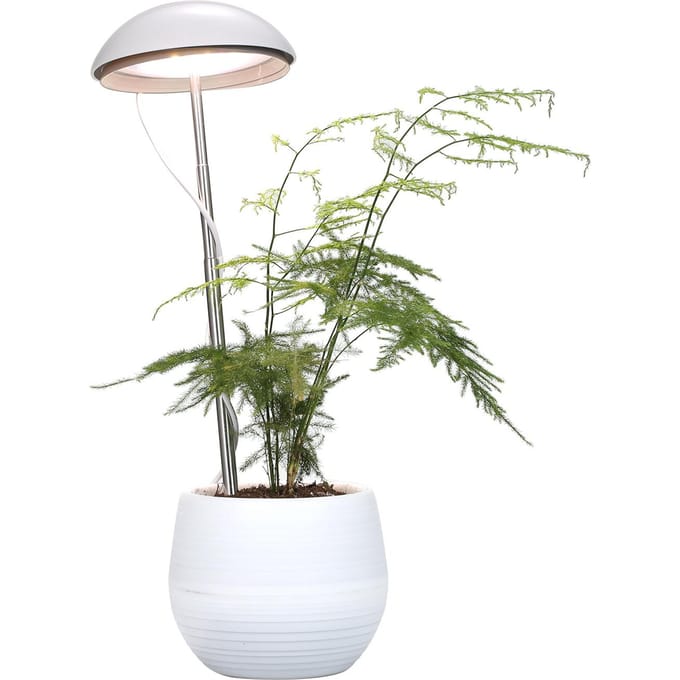 Neoglint LED potplantengroeilamp Volledig spectrum plantengroeilicht Invullicht in hoogte verstelbaar wit