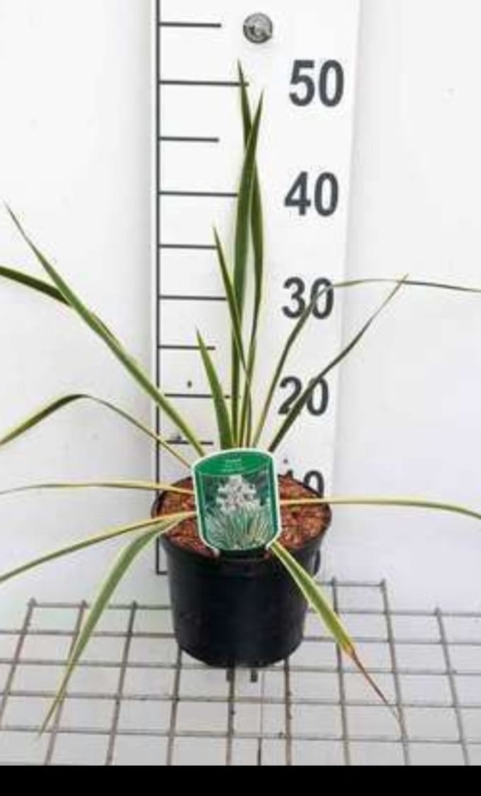 2 x Yucca fil. 'Bright Edge' - Palmlelie 30- 40 cm in pot