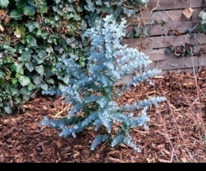 1 x Eucalyptus gunnii 'Azurra'® - Cidergomboom , Koortsboom 60- 80 cm in pot