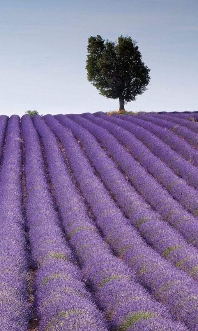 Fotobehang - Lavender Field 150x250cm - Vliesbehang