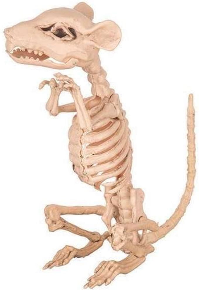 Rat Skelet