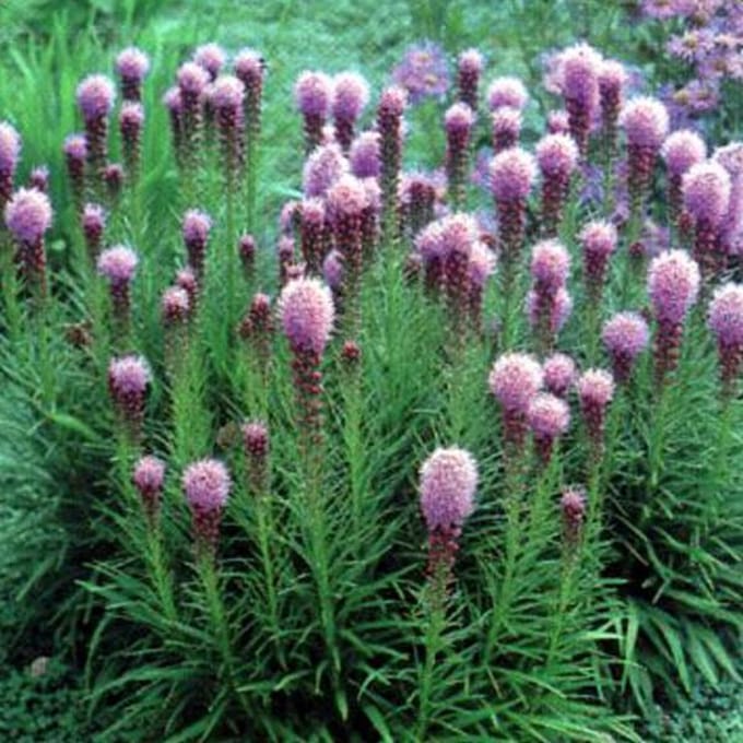 6 x Liatris Spicata 'Kobold' - Lampepoetser pot 9x9cm