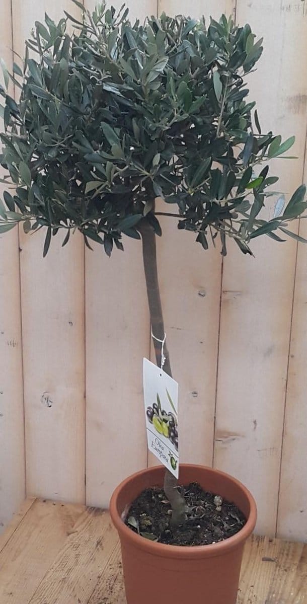 Decoratief Beeld - Olijfboom Olea - Kunststof - Warentuin Natuurlijk - Groen