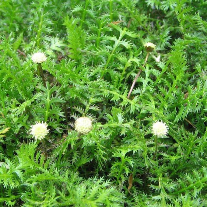 6 x Leptinella Squalida -  Speldenkussenplant pot 9x9cm