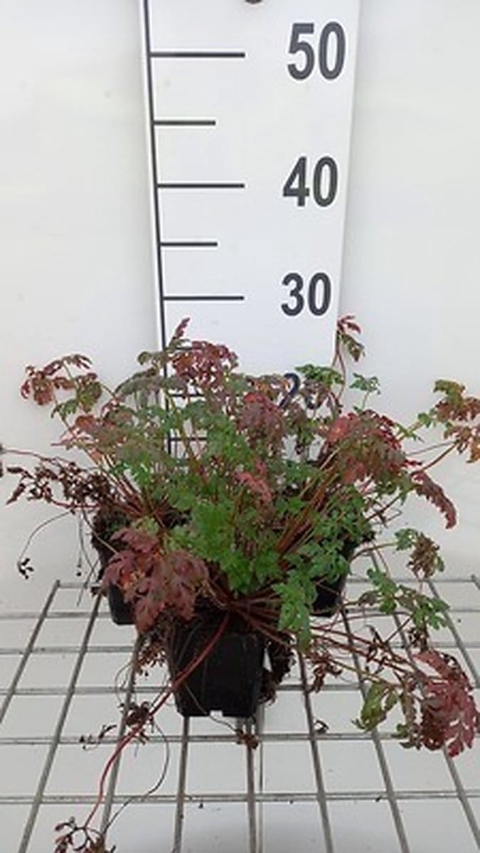 6x Ooievaarsbek - Geranium robertianum | 9x9 cm pot