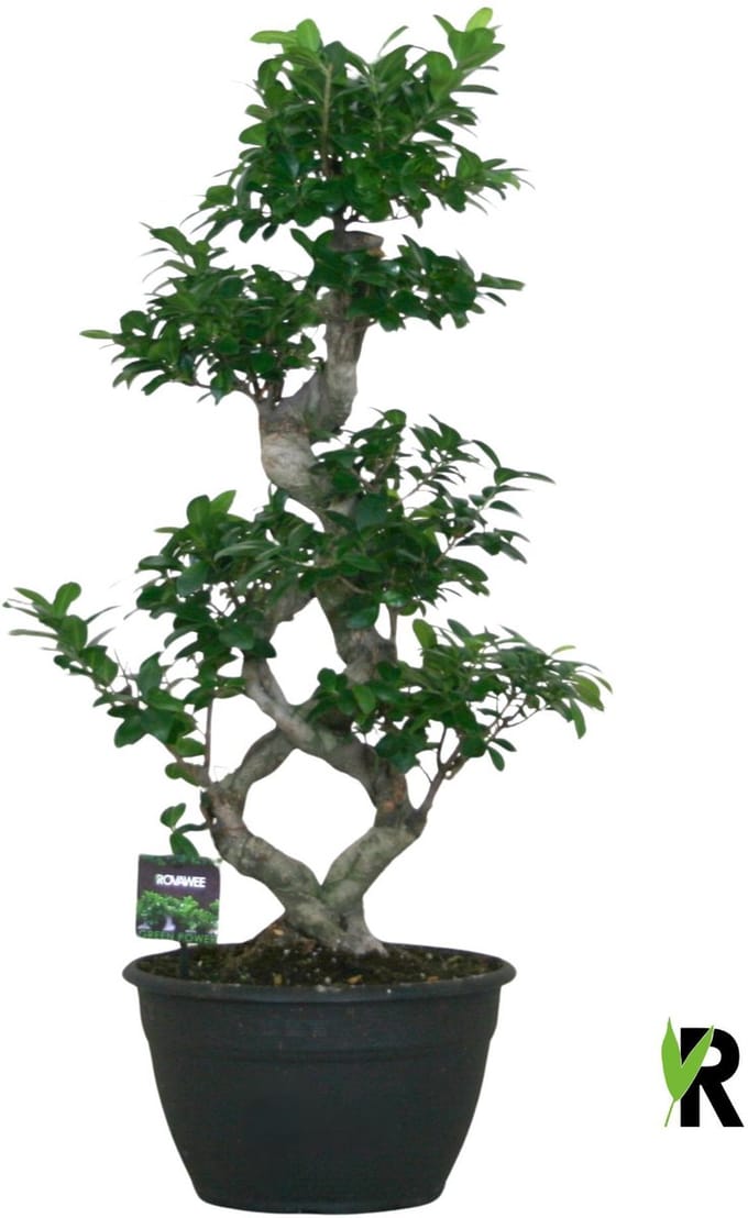 Ficus Microcarpa 8-type 95 cm – Kamerplant – Vers Van De Kweker – Potmaat Ø30 cm