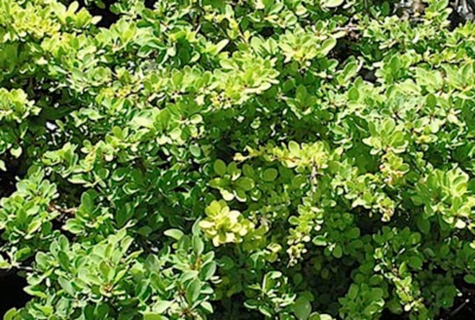 Berberis thunbergii 'Green Carpet' - Japanse Zuurbes, Japanse Berberis