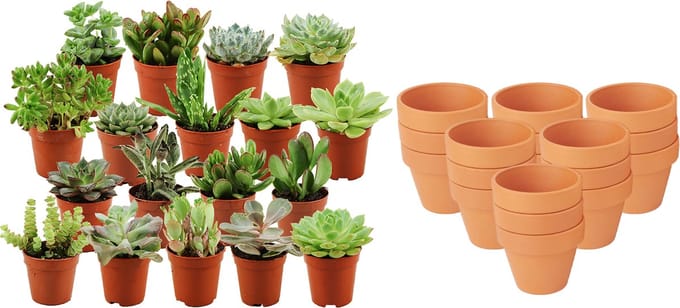 ZynesFlora - Mini Succulenten Mix - 18 Stuks - Ø 8,1 cm Terracotta Bloempotten - 5-10 cm