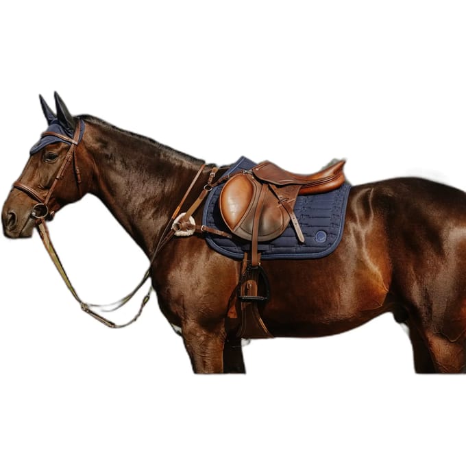 5-punts jachthalsband voor paarden Norton