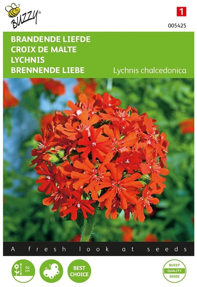 Lychnis chalcedonica (brandende liefde)