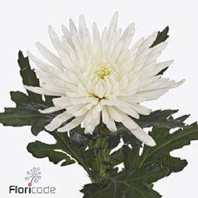 10x Chrysant topspin 70cm