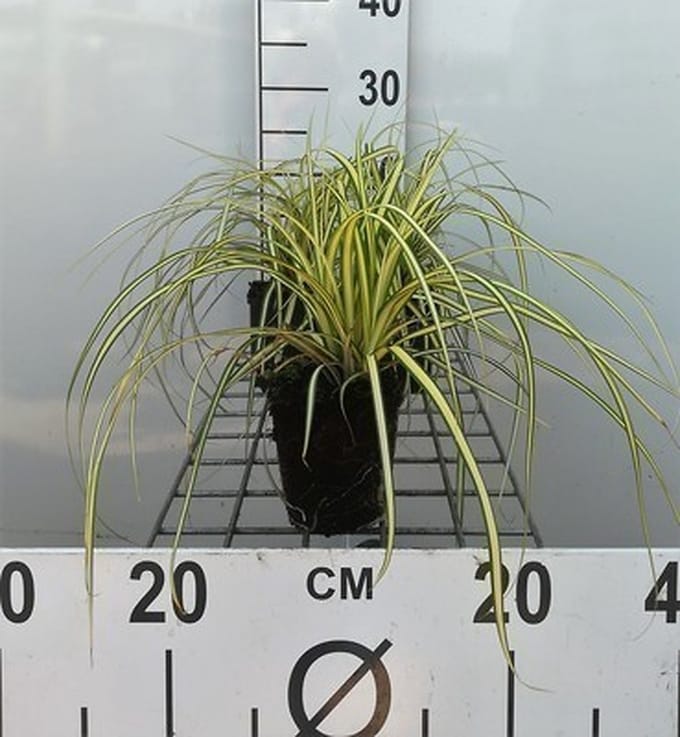 6x Japanase zegge - Carex osh. 'Evergold' | 9x9 cm pot
