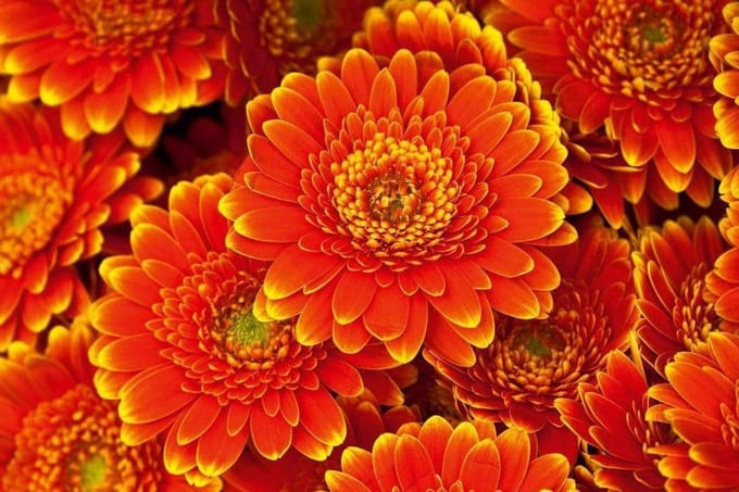 Fotobehang - Gerbera 375x250cm - Vliesbehang