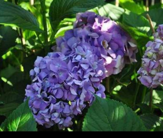 Hydrangea macr. 'Gertrud Glahn' - Boerenhortensia, Bolhortensia 25- 30 cm in pot