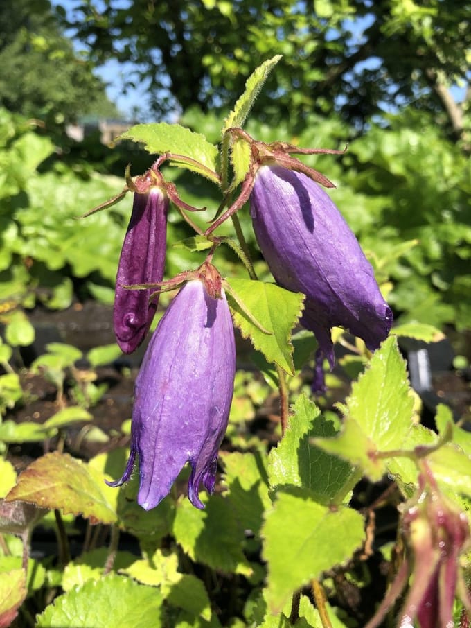 6 x Campanula 'Sarastro' - Klokjesbloem - P9 Pot (9 x 9cm) - Dima Vaste Planten