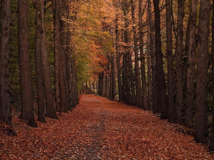 Legpuzzel 1000 stukjes - Puzzel volwassenen - Ontspanning thuis - HD-printkwaliteit - 75x50cm - Herfst
