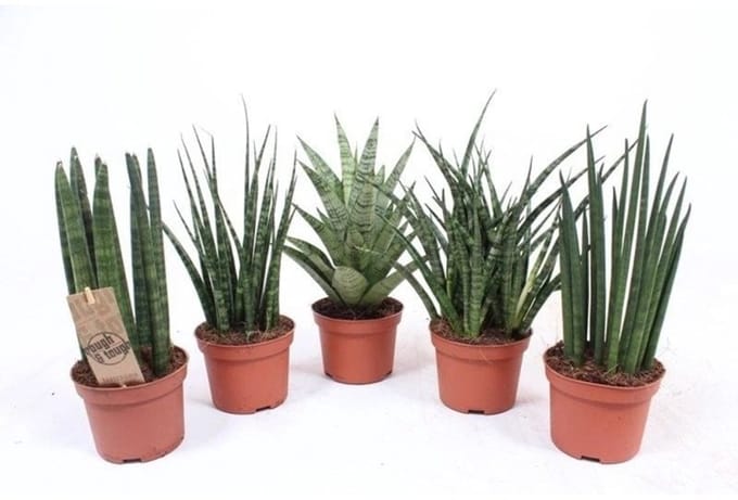 JUNAVERA Sansevieria mix in 8 cm pot – diverse mini-varianten, ± 25 cm hoge terrariumplanten