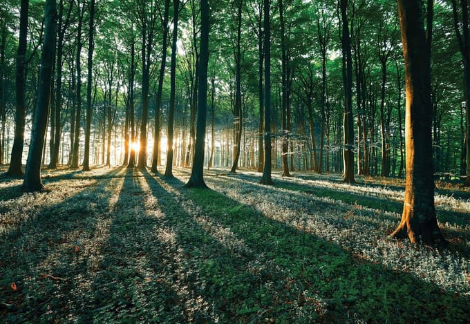 Fotobehang Forest Trees Beam Light Nature | PANORAMIC - 250cm x 104cm | 130g/m2 Vlies
