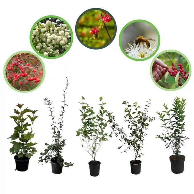 Bijenhaag pakket in pot 60-100 cm