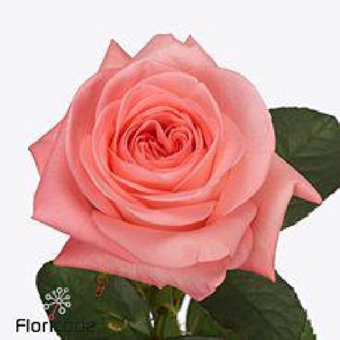 10x Rosa big girl 60cm