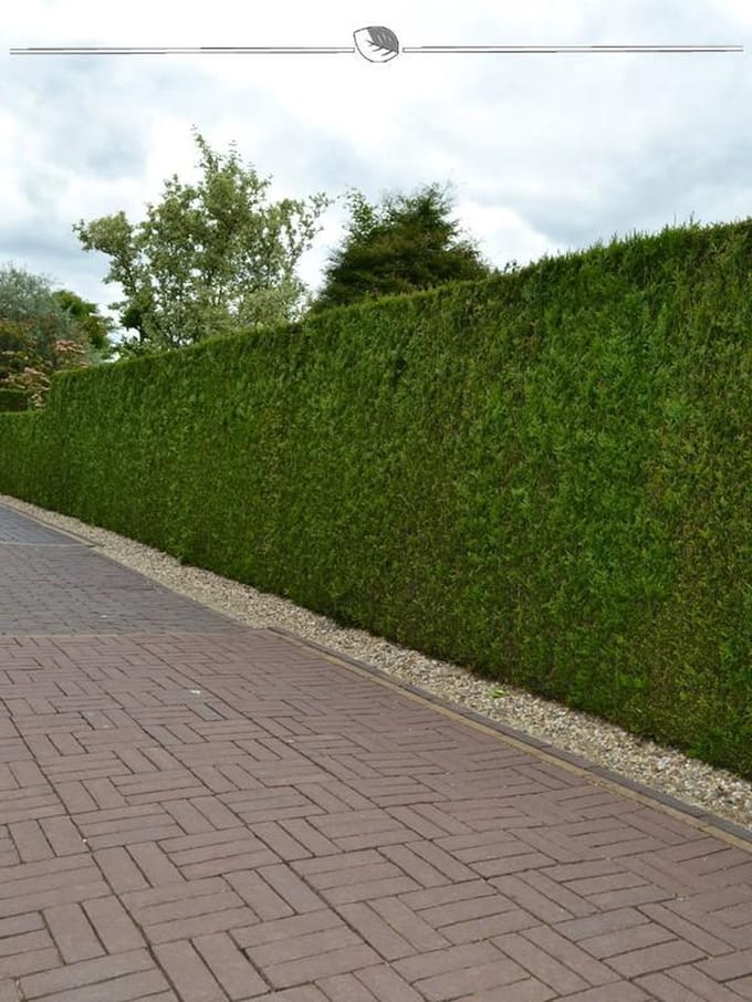 Westerse Levensboom Thuja Brabant 160-180 cm, 50x Haagplant
