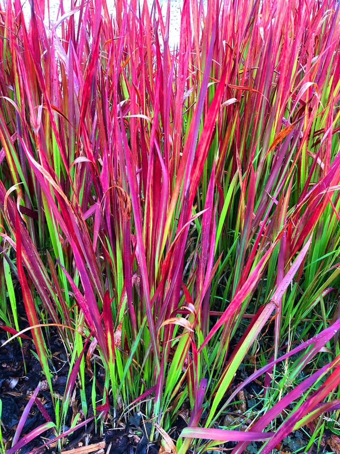 4x Imperata cylindrica 'Red Baron' XL - Japans bloedgras in 3 liter pot