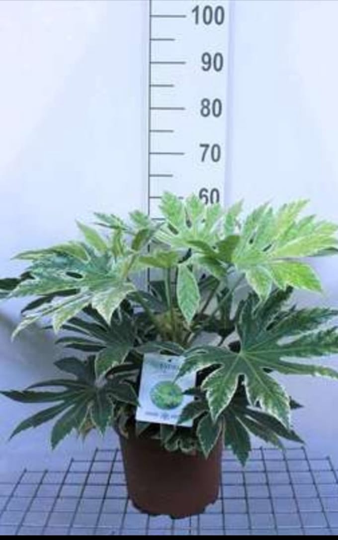 Fatsia jap. 'Spider's Web' - Vingerplant 60- + cm in pot