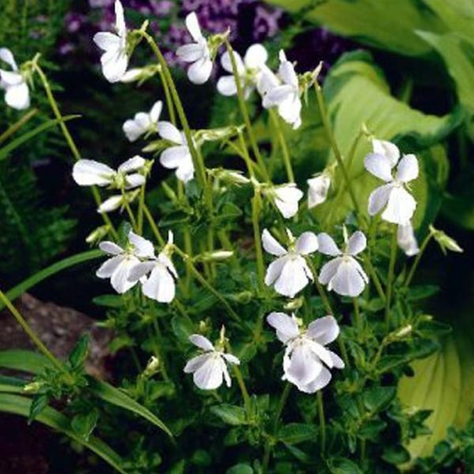 6 x Viola Odorata 'Alba '- Viooltje pot 9x9cm