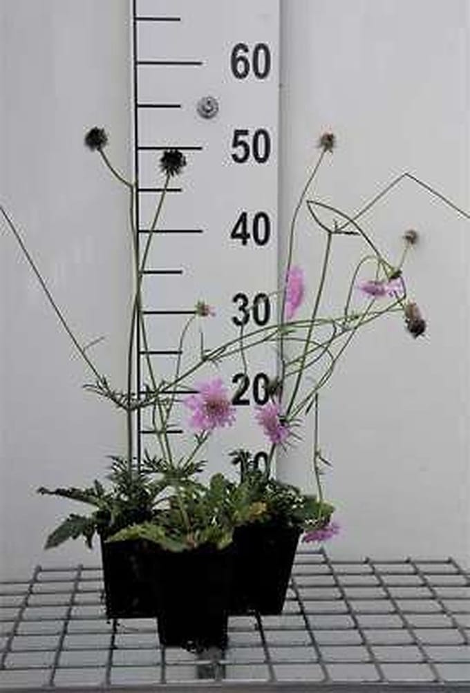 6x Duifkruid - Scabiosa col. 'Pink Mist' | 9x9 cm pot