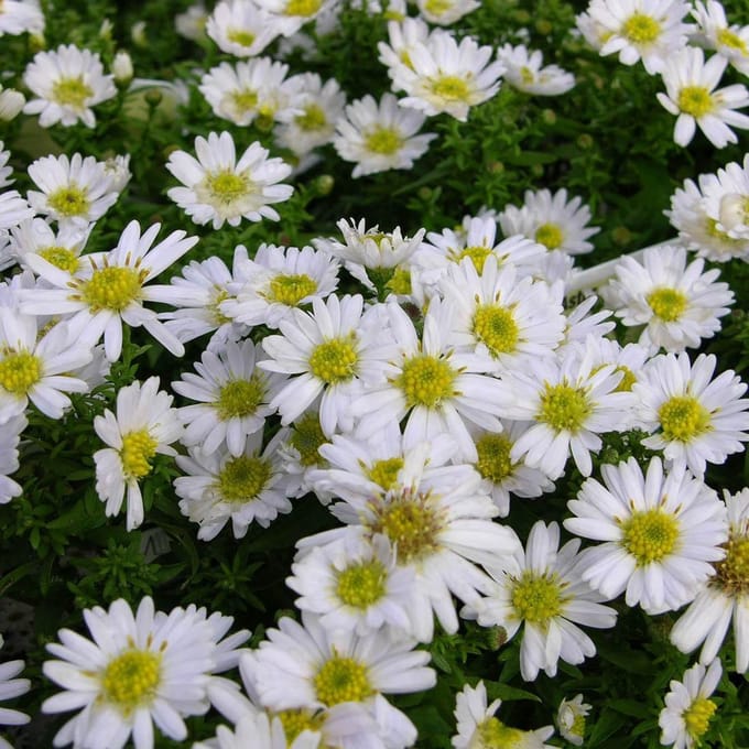 6 x Aster Dumosus 'Schneekissen' - Herfstaster pot 9x9cm